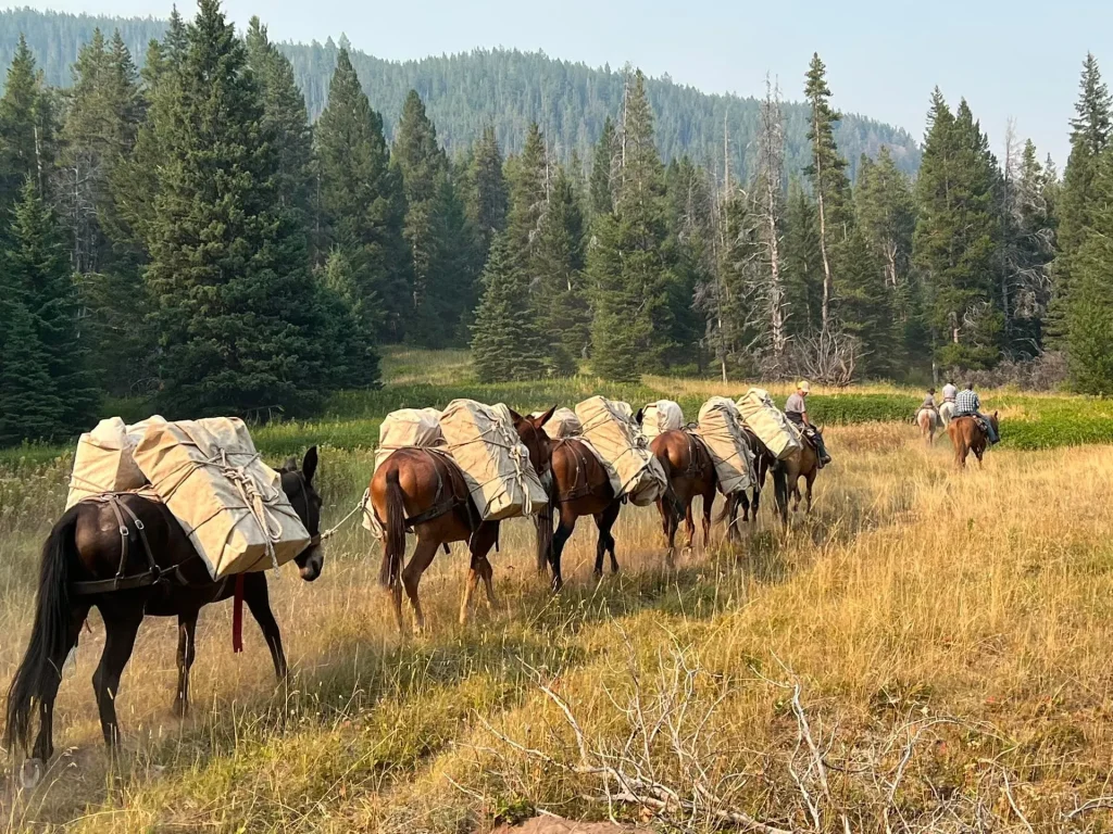 Pack horses and mules transporting gear along a mountain trail in the Bob Marshall Wilderness